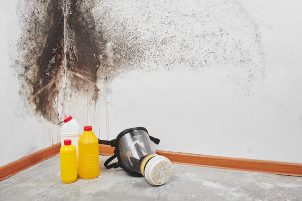 Williston, FL Mold Removal Company